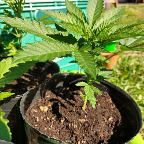 AK47 #2 growlog photo: Creciendo al sol