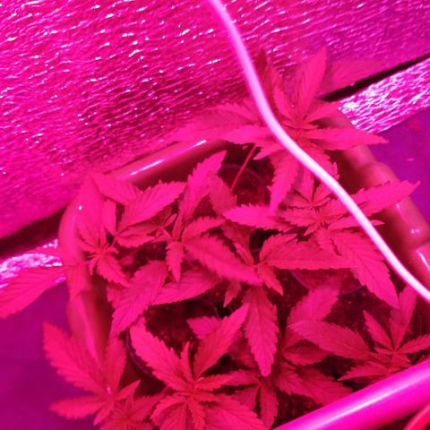 AK47 #1 growlog photo: En el indoor