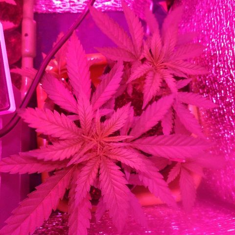 AK47 #1 growlog photo: En el indoor