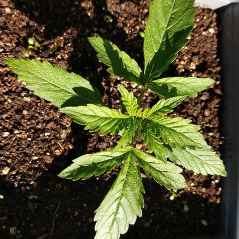 Purple Bud auto growlog photo: Tomando sol 
