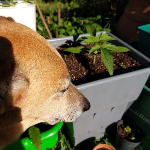 Purple Bud auto growlog photo: Tomando sol 