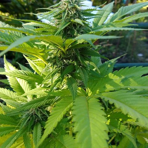 OutLaw growlog photo: Engordando