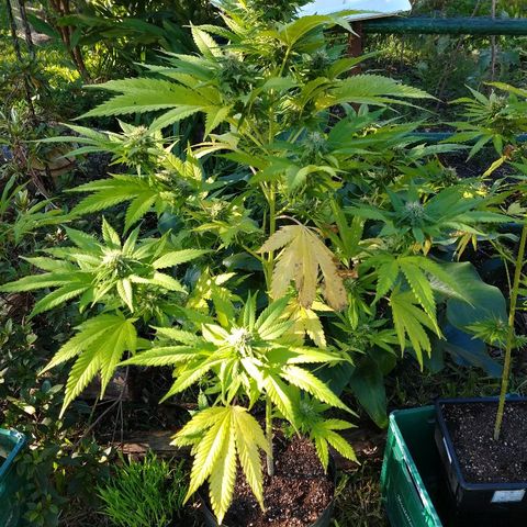 OutLaw growlog photo: Engordando