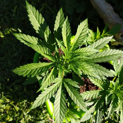AK47 #1 growlog photo: Hermosa