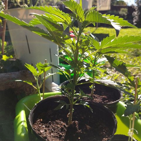 AK47 #1 growlog photo: Hermosa