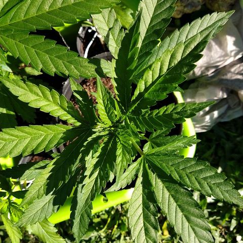AK47 #2 growlog photo: Creciendo