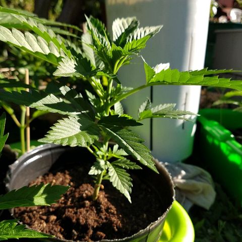 AK47 #2 growlog photo: Creciendo