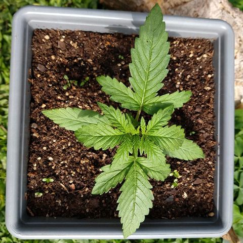 Purple Bud auto growlog photo: Al sol