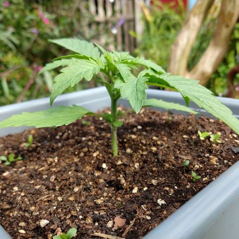 Purple Bud auto growlog photo: Al sol