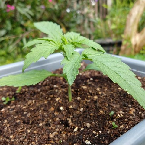 Purple Bud auto growlog timeline photo