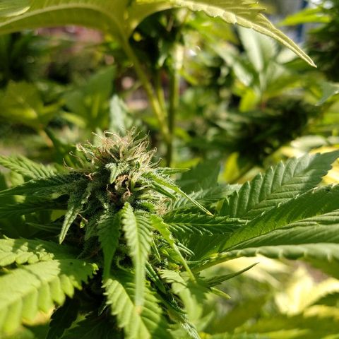 OutLaw growlog photo: Engordando al solcito del otoño