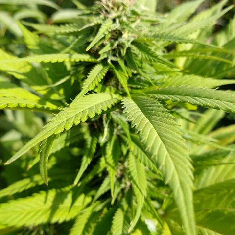 OutLaw growlog photo: Engordando al solcito del otoño