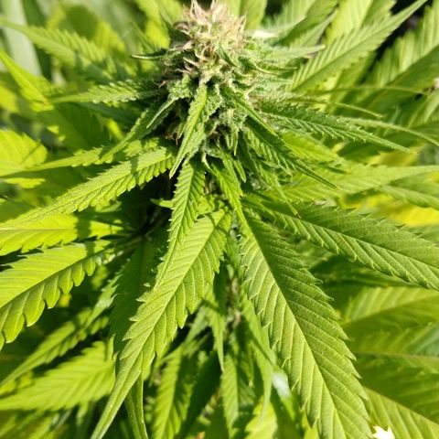 OutLaw growlog photo: Engordando al solcito del otoño