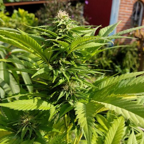 OutLaw growlog photo: Engordando al solcito del otoño