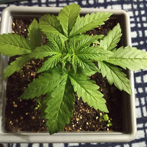 Purple Bud auto growlog photo: Bella