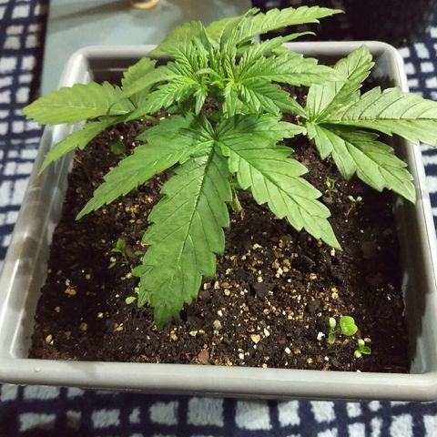 Purple Bud auto growlog photo: Bella