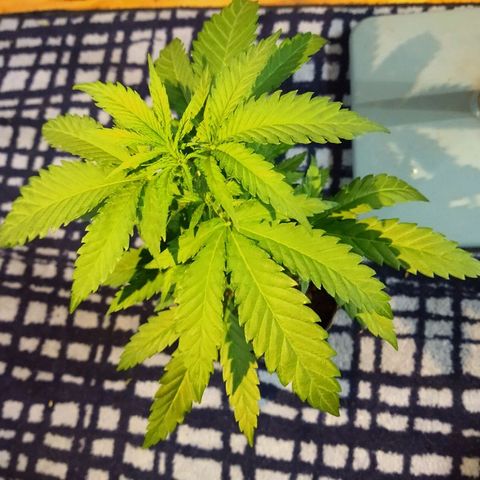 AK47 #1 growlog photo: Creciendo bushy