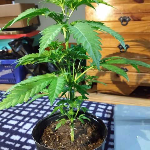 AK47 #1 growlog photo: Creciendo bushy