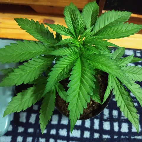 AK47 #2 growlog photo: Linda