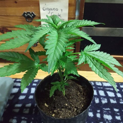 AK47 #2 growlog photo: Linda