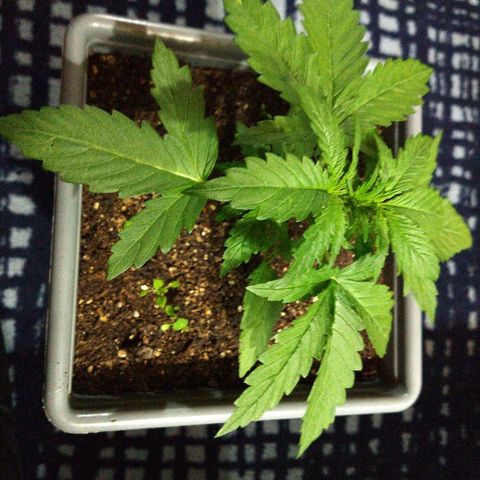 Purple Bud auto growlog timeline photo