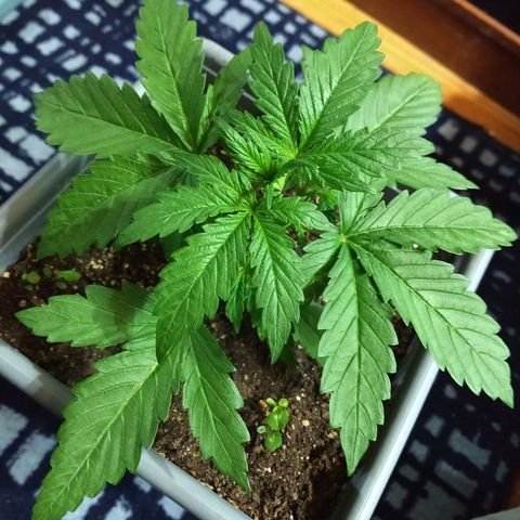 Purple Bud auto growlog timeline photo