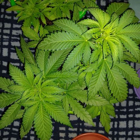 AK47 #1 growlog timeline photo