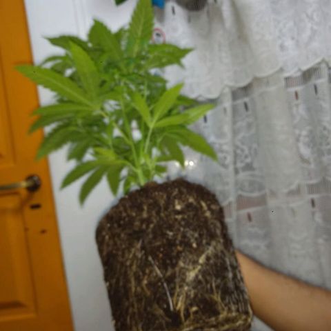 AK47 #1 growlog photo: Trasplante a maceta de 8 litros