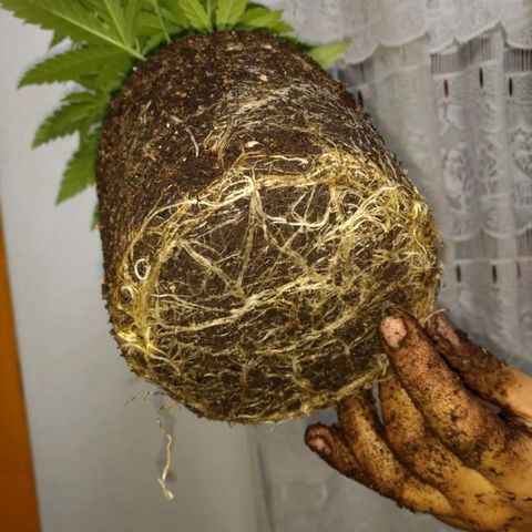 AK47 #1 growlog photo: Trasplante a maceta de 8 litros