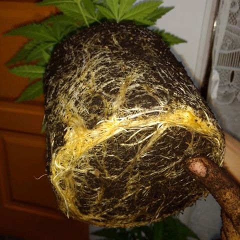 AK47 #1 growlog photo: Trasplante a maceta de 8 litros