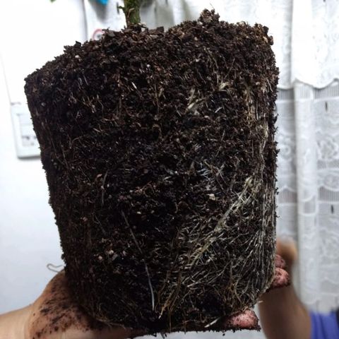 AK47 #1 growlog photo: Trasplante a maceta de 8 litros