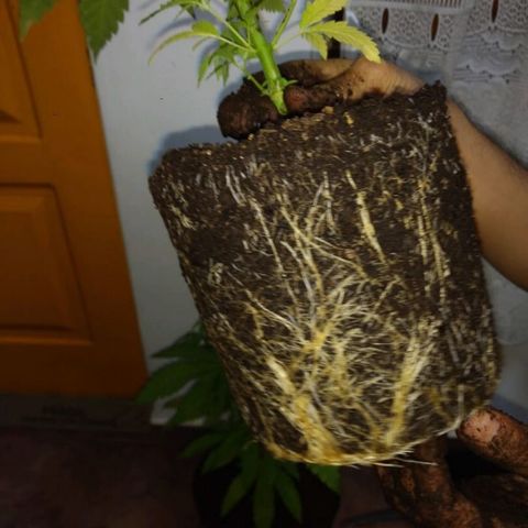AK47 #1 growlog photo: Trasplante a maceta de 8 litros