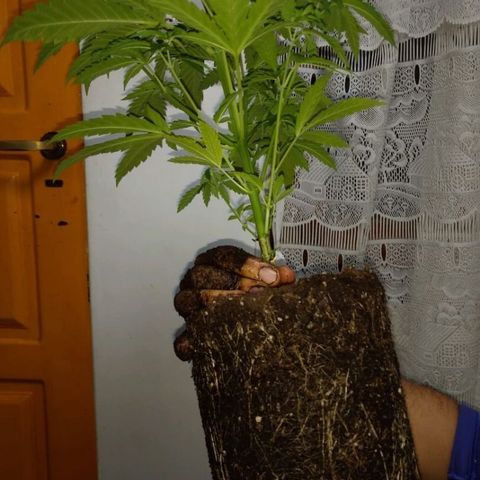 AK47 #1 growlog photo: Trasplante a maceta de 8 litros