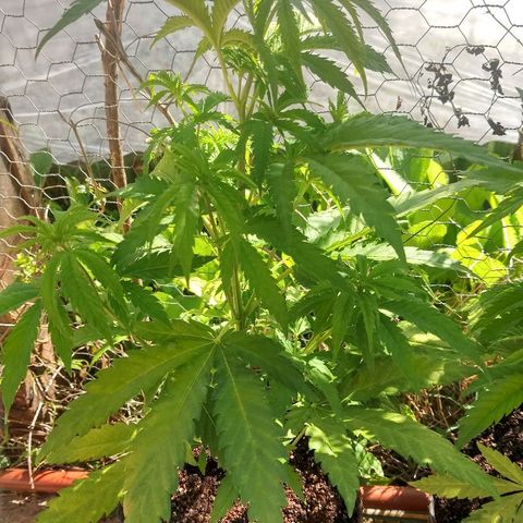 AK47 #1 growlog photo: En nueva maceta