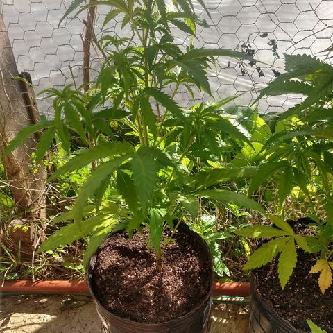 AK47 #1 growlog photo: En nueva maceta
