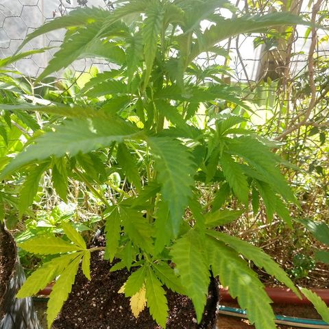 AK47 #2 growlog photo: En su nueva maceta