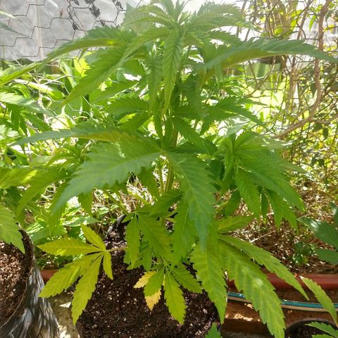AK47 #2 growlog photo: En su nueva maceta