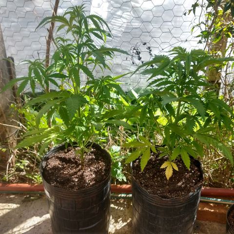 AK47 #1 growlog photo: En macetas de 8 litros