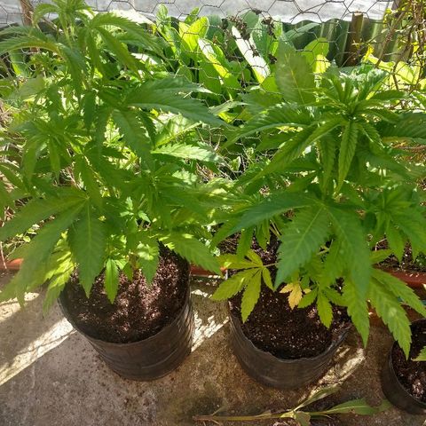 AK47 #1 growlog photo: En macetas de 8 litros