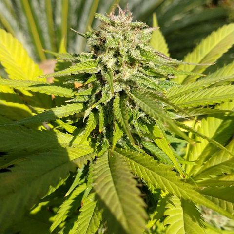 OutLaw growlog photo: Que engorde que engorde!