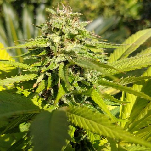 OutLaw growlog photo: Que engorde que engorde!