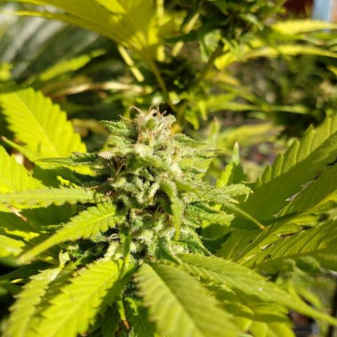 OutLaw growlog photo: Que engorde que engorde!