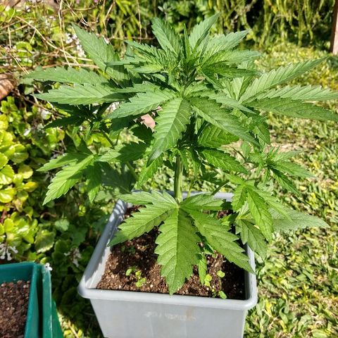 Purple Bud auto growlog timeline photo