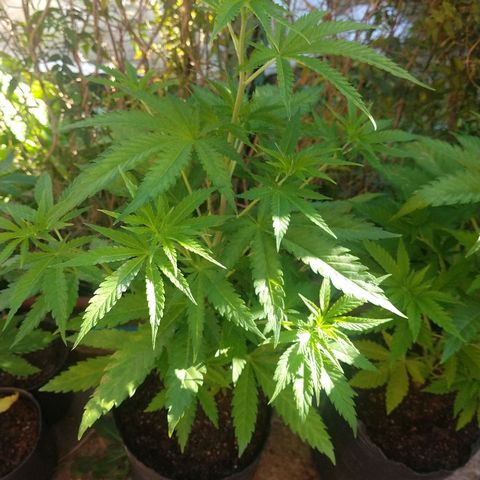 AK47 #1 growlog timeline photo