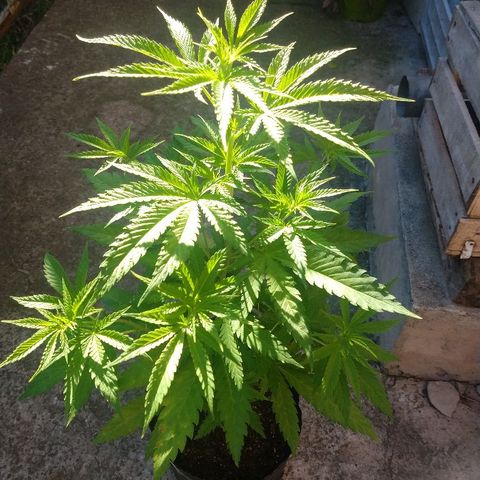 AK47 #1 growlog timeline photo