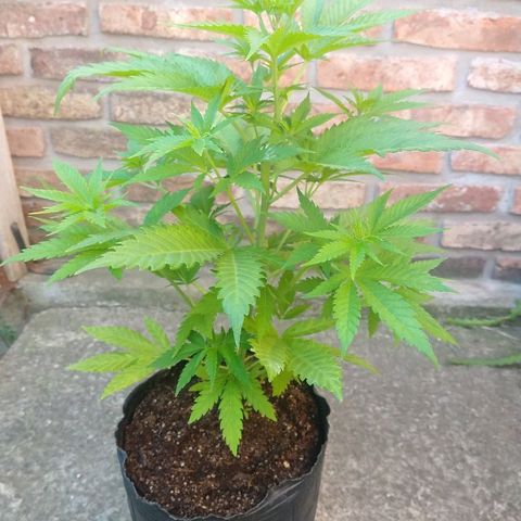 AK47 #2 growlog timeline photo