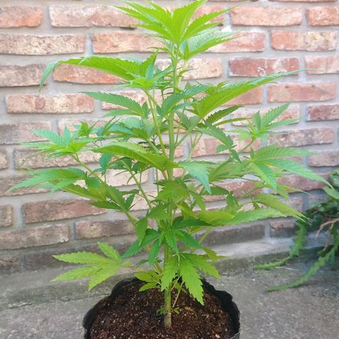 AK47 #2 growlog timeline photo