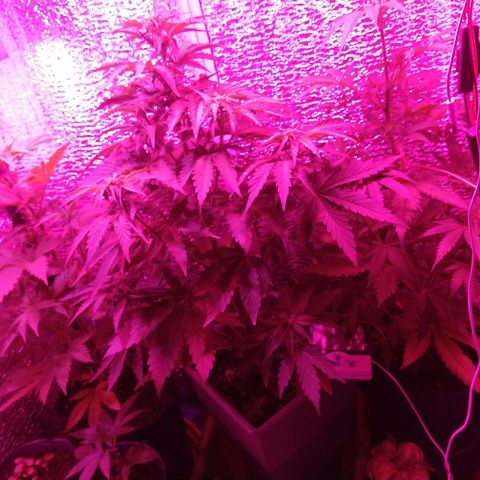 AK47 #1 growlog timeline photo