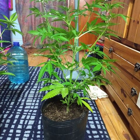 AK47 #1 growlog photo: Ya recuperada del trasplante. Hoy hacemos esquejes
