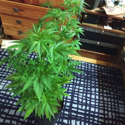 AK47 #1 growlog photo: Ya recuperada del trasplante. Hoy hacemos esquejes